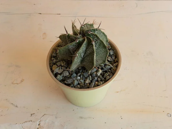 Bischofsmütze Oder Mönchshaube Kaktus Auf Weißem Tischhintergrund Nahaufnahme — Stockfoto