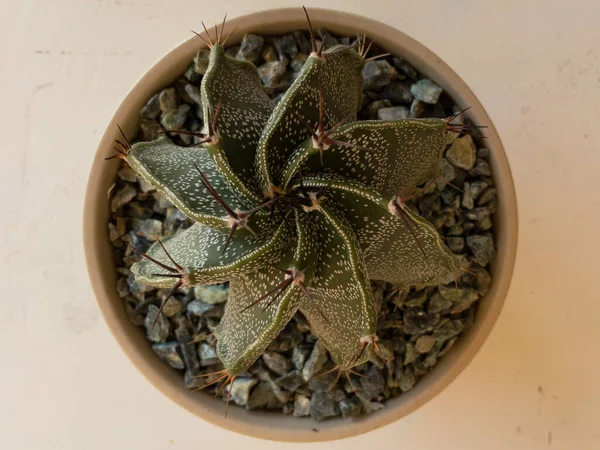 Κάτοψη Από Ψηλά Ενός Astrophytum Ornatum Cactus Καπέλο Επισκόπου Κουκούλα — Φωτογραφία Αρχείου