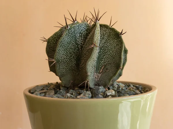 Astrophytum Ornatum Kaktusz Izolált Közelsége — Stock Fotó