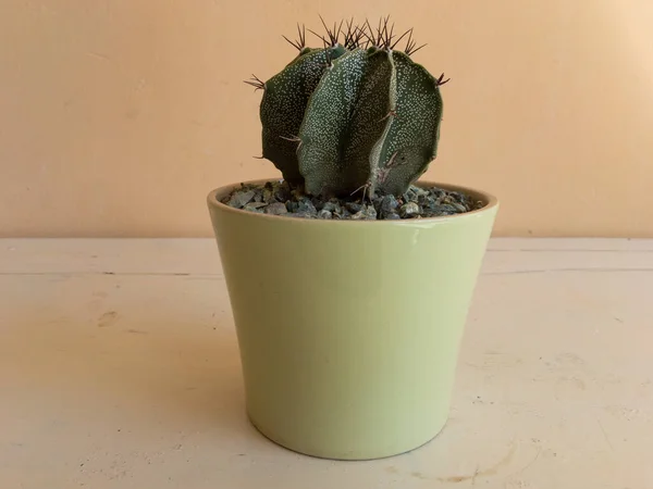 Astrophytum Ornatum Kaktusz Közelkép Izolált Háttér — Stock Fotó