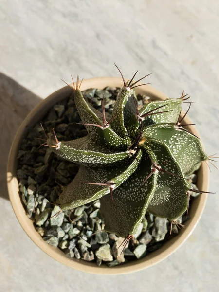 Astrophytum Ornatum Cactus Καπάκι Επισκόπου Κουκούλα Κάκτου Μοναχού Πάνω Όψη — Φωτογραφία Αρχείου