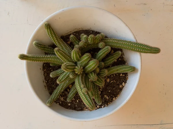 Κοντινό Πλάνο Ενός Φυτού Echinopsis Chamaecereus Peanut Cactus Από Πάνω — Φωτογραφία Αρχείου