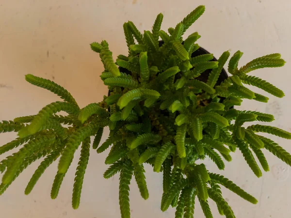 Crassula Muscosa Πριγκίπισσα Πεύκο Clubmoss Crassula Zipper Plant Rattail Crassula — Φωτογραφία Αρχείου