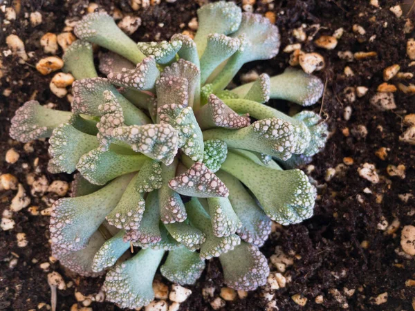 Beautiful Rare Titanpsis Concrete Leaf Succulent Plant Top View Closeup — Stock Photo, Image