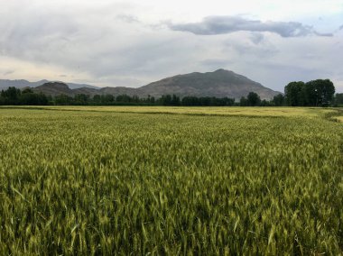Kırsalda yeşil buğday tarlaları
