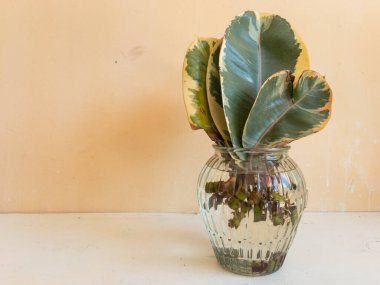 Suyun içindeki tek yapraklı kauçuk bitkinin kökü.