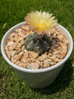 Astrofittum asterias kaktüsü. Kırmızı bazlı sarı bir çiçek. Dekoratif seramik ekicide saksısı var..