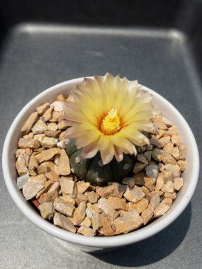 Astrofittum asterias kaktüsü. Kırmızı bazlı sarı bir çiçek. Dekoratif seramik ekicide saksısı var..