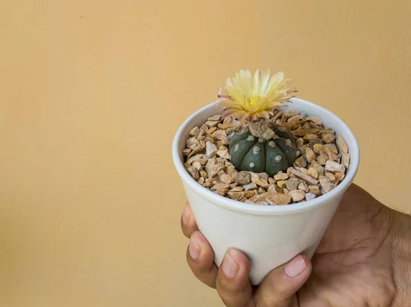 Astrophytum Asterias Kaktus Mit Einer Gelben Blüte Mit Roten Basen — Stockfoto