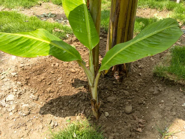 Pequeno Ramo Banana Pronto Para Transplante Para Crescer Nova Planta — Fotografia de Stock