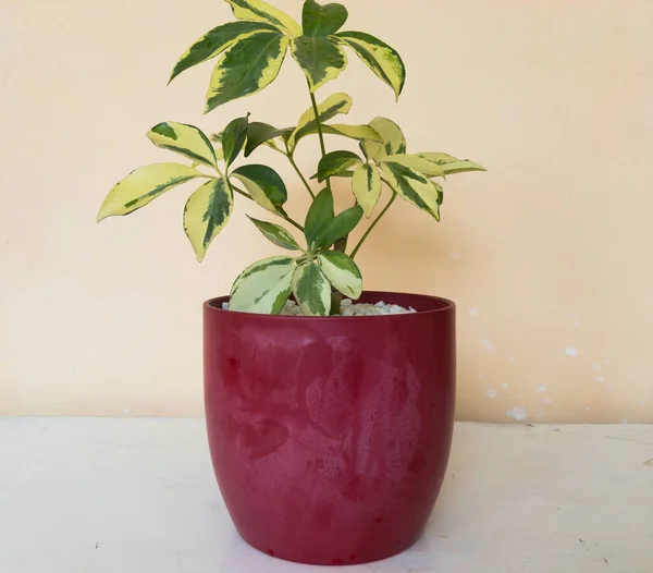 Schefflera Growing Beautiful Decorative Colorful Pot Place White Wooden Table — Stock Photo, Image