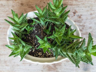 Kaplan dişli aloe Juvenna Juvenna bitkisinin yukarıdan görünüşü ahşap arka planda.