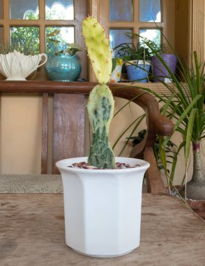 Opuntia monacantha çeşnili kaktüs çok güzel renk çeşitliliğine sahip.