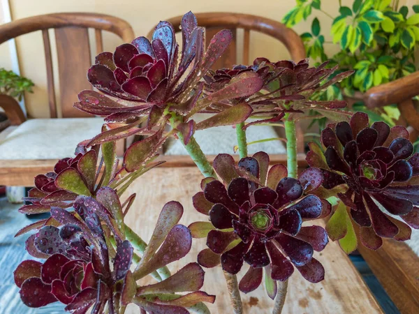 Gros Plan Aeonium Zwartkop Plantes Succulentes Avec Des Meubles Arrière — Photo