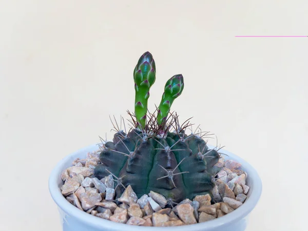 Schließen Eines Gymnocalycium Kaktus Mit Blütenknospen Gepflanzt Einem Weißen Topf — Stockfoto
