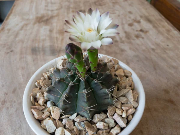 Gymnocalycium Mihanovichii Kinnkakteen Blühen Von Oben — Stockfoto