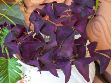 Purple shamrock Oxalis triangularis plant in a decorative planter clipart