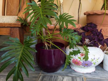 Güzel Philodendron Xanadu bitkisi bir bahçede yakın plan görüntüsü