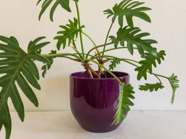 Philodendron Xanadu bitkisi beyaz arkaplanlı güzel bir seramik tencereye saklandı