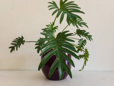 Philodendron xanadu bitkisi güzel bir seramik saksıda izole edilmiş arkaplan