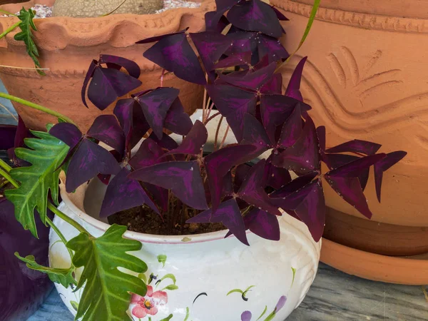 Purple Shamrock Oxalis Triangularis Rostlina Dekorativní Hrnci Detailní — Stock fotografie