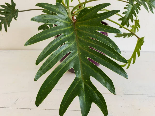 Closeup Philodendron Xanadu Leaf Water Droplets — Stock Photo, Image