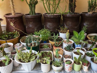 Karışık sulu bitkiler ve kaktüs bitkileri.