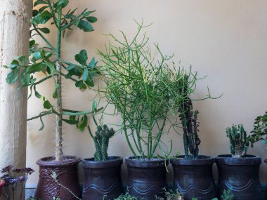 Büyük saksılarda çeşitli sulu bitkiler var.