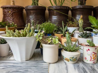 Dekoratif seramik çömlek ve saksılarda saksılar ve kaktüsler.