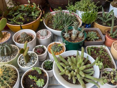 Sulu ve kaktüsler karışık bitki koleksiyonu