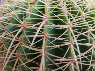 Echinocactus Grusonii altın varil kaktüs yan görüntüsü.