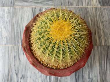 Echinocactus grusonii altın varil kaktüsü. Yaklaş.