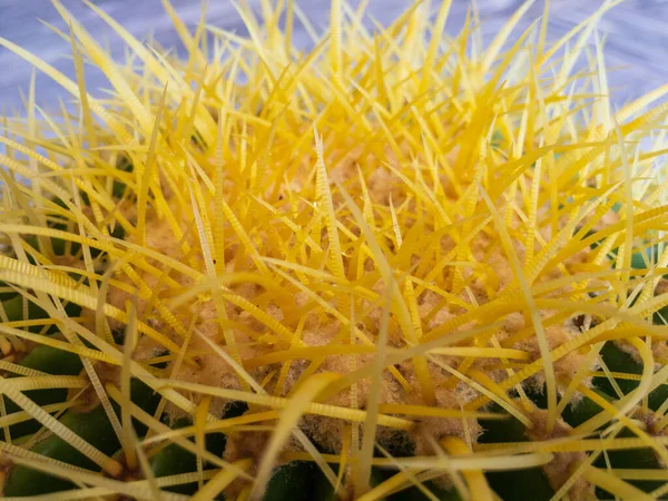 Echinocactus Grusonii Arany Hordó Kaktusz Sárga Tüskékkel Közelkép — Stock Fotó