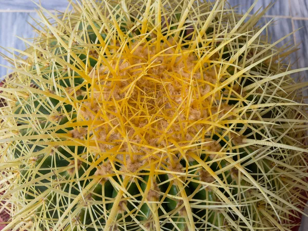 Almofada Sogra Echinocactus Grusonii Barril Dourado Cacto Closeup — Fotografia de Stock