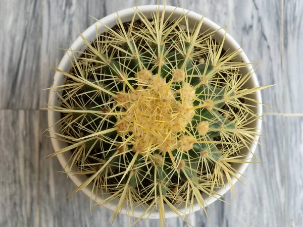 Vacker Echinocactus Grusonii Gyllene Fat Kaktus Vit Keramik Kruka — Stockfoto