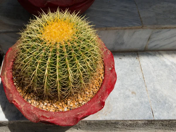 Echinocactus Grusonii Cacto Barril Dourado Pote Vermelho — Fotografia de Stock