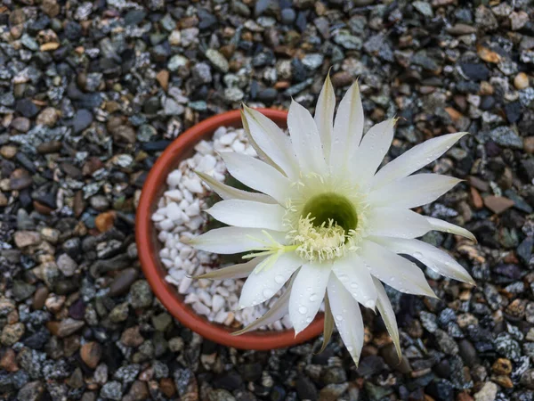 Echinopsis Oxygona Kaktusz Fehér Virág Vízcseppekkel Szirmain — Stock Fotó