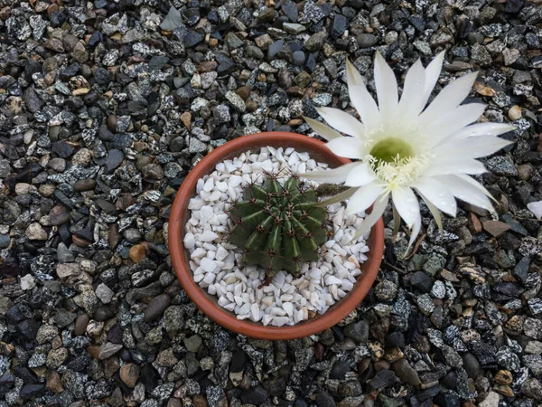 Zbliżenie Echinopsis Oxygona Kaktusa Kwitnący Biały Kwiat Doniczce Tera Cotta — Zdjęcie stockowe