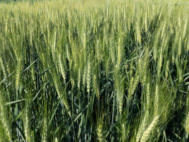 Yeşil buğday tarlalarının kapatılması