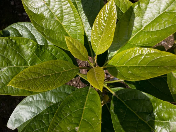 Avocado plant closeup view from top