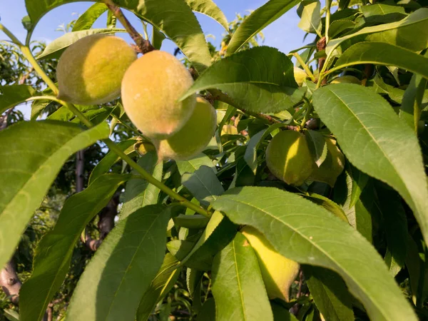 Closeup Pequeno Fruto Pêssegos Primavera — Fotografia de Stock