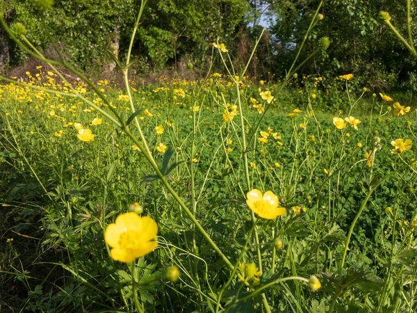 Flores Silvestres Amarillas Los Campos — Foto de Stock