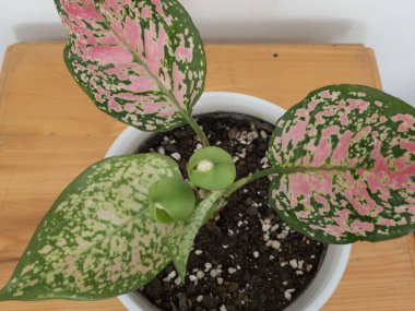 Aglaonema Çin bitkisinin en tepeden en yakın görüntüsü