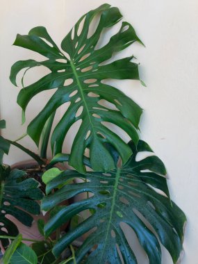 Monstera deliciosa İsviçre peynir fabrikası yakın plan