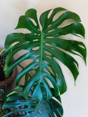 Monstera deliciosa İsviçre peyniri bitkisi büyük yaprak kaplama