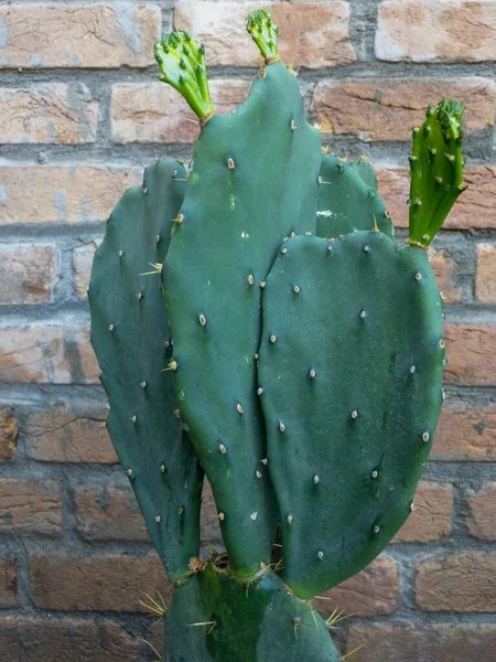 Közelkép Egy Opuntia Tüskés Körte Kaktusz Növény — Stock Fotó
