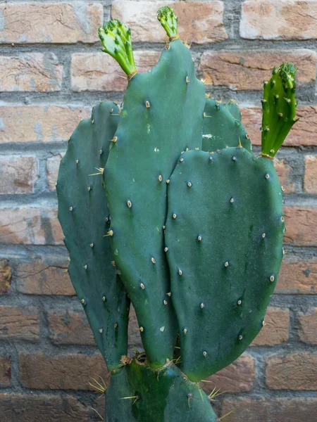 Vista Perto Uma Planta Cacto Pêra Espinhosa Opuntia — Fotografia de Stock