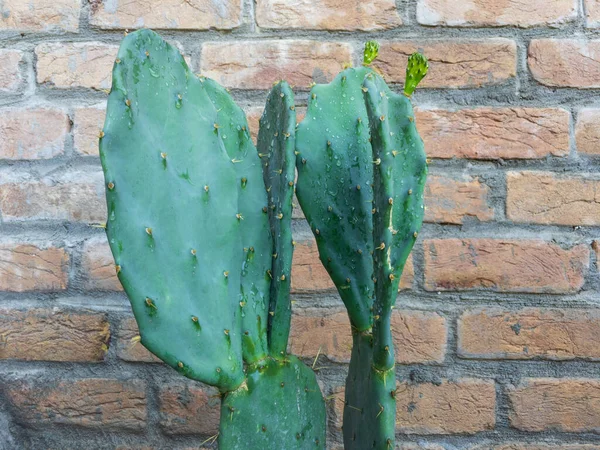 Opuntia Espinhosa Pêra Cacto Almofadas Close Vista — Fotografia de Stock