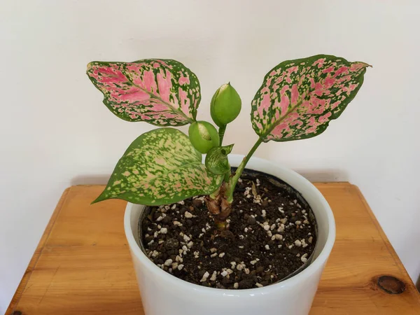 Aglaonema Chinesische Immergrüne Pflanze Mit Blüte Weißen Topf — Stockfoto