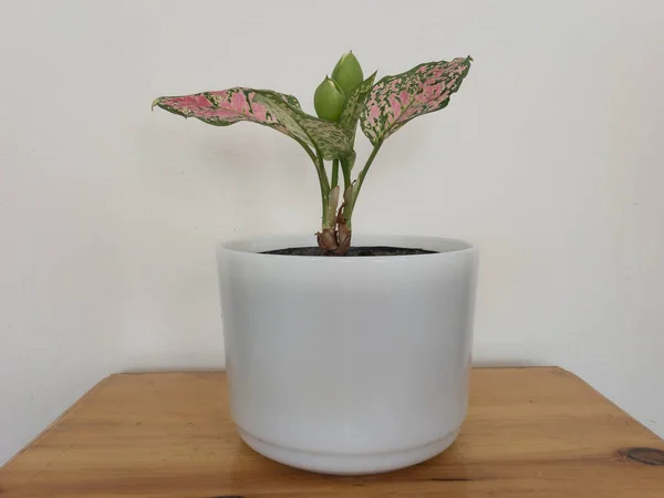 Aglaonema Chinesische Immergrüne Pflanze Einem Weißen Topf — Stockfoto